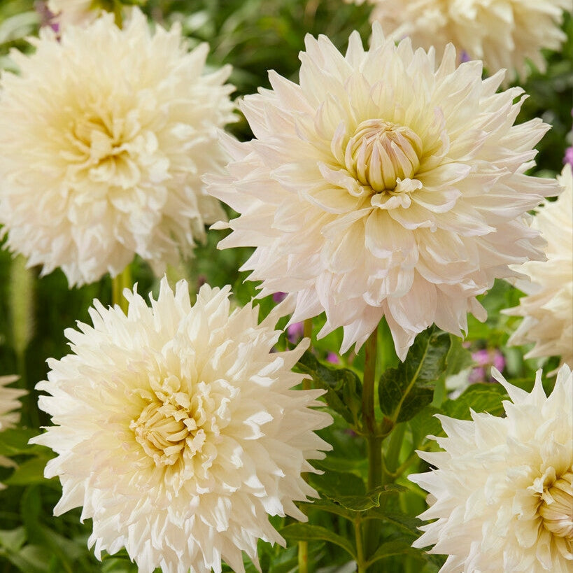 Dahlia Dekorativ Kas Cloud 1-pack